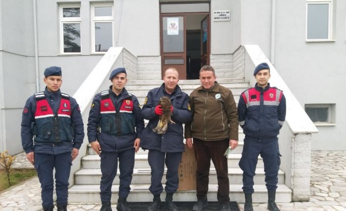 Tedavisi tamamlanan şahin doğayla buluştu