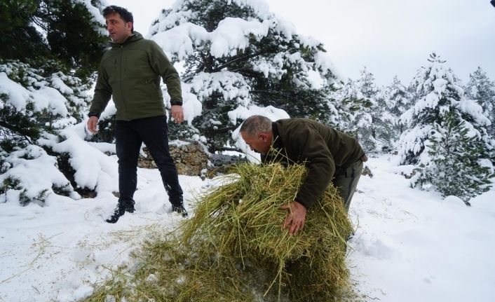 Tokat’ta yaban hayvanları için 5 ton yem