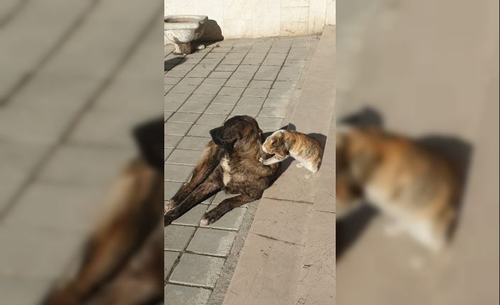 Tosya’da kedi ile köpeğin dostluğu şaşırttı