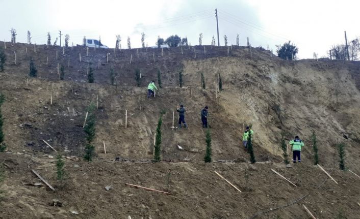 Ulaşlı’da toprak kayması yaşanan arazi ağaçlandırıldı