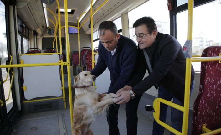 Üşüyen köpek yolcularla şehir turu attı