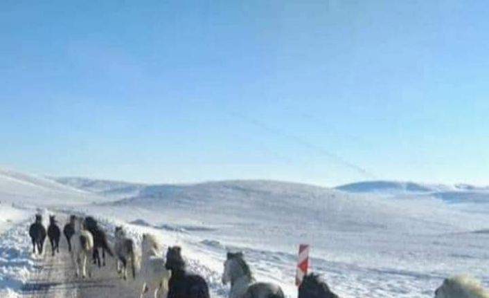 Yılkı atları için doğaya 2 ton yem bıraktılar