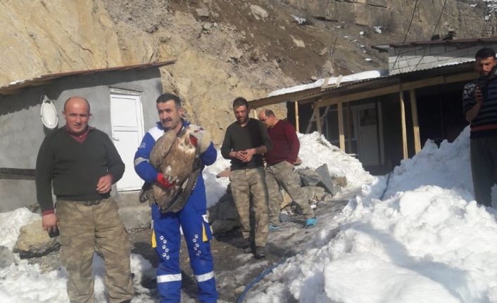 Zehirlenen kızıl akbaba tedavi altına alındı