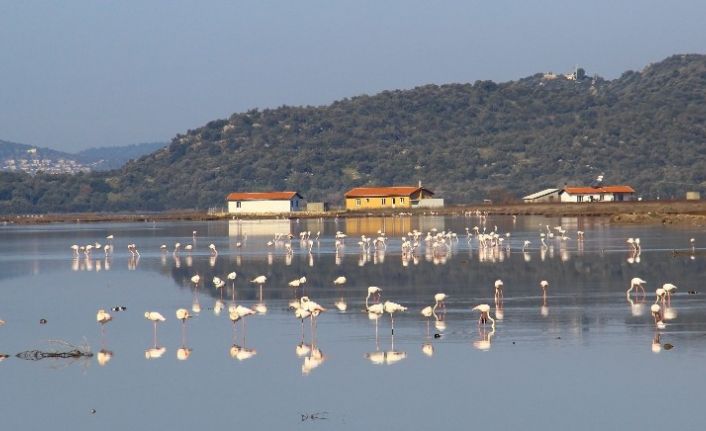 Flamingolar Bodrum’a akın etti