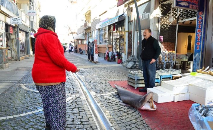 Marmara’da yakalandı: 3 metrelik dev