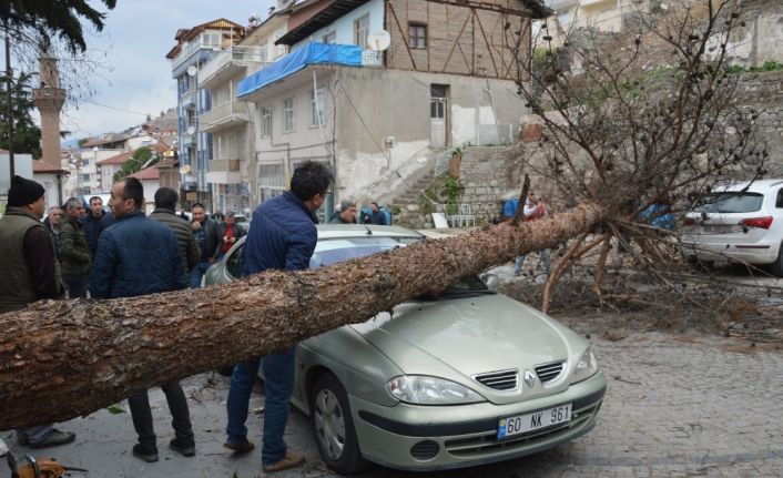 Şiddetli rüzgar ağacı kökünden söktü araçların üstüne devrildi