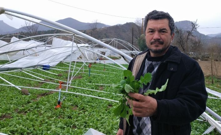 Şiddetli rüzgar seraları harabeye çevirdi