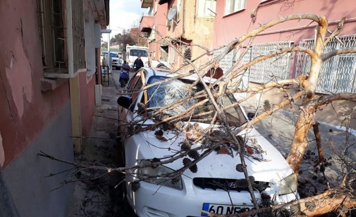 Tokat’ta aracın üzerine ağaç devrildi