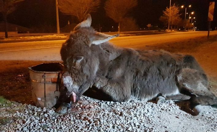 Aracıyla çarpıp kaçtığı eşeği ölüme terk etti