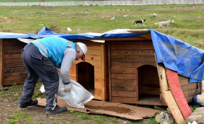 Avcılar Belediyesi sokak hayvanlarını unutmadı