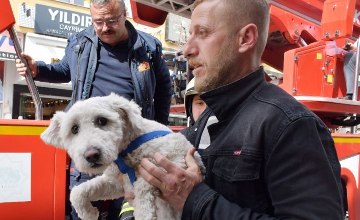 Balkonda mahsur kalan yavru köpeği itfaiye kurtardı