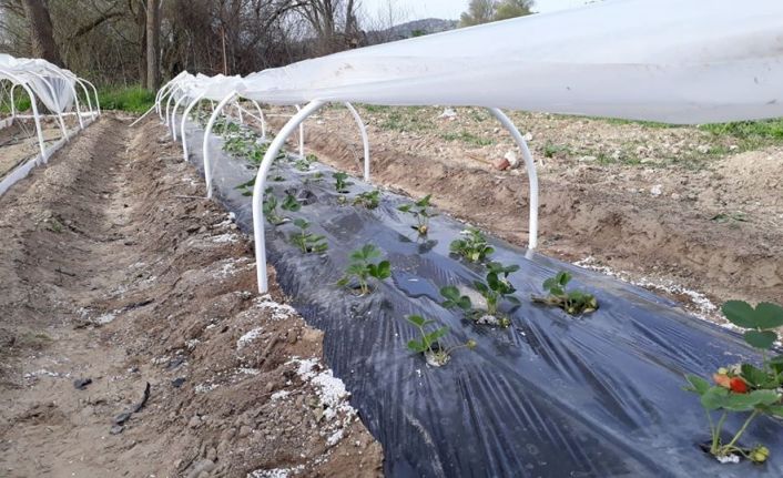 ’’Bitki zararları ile mücadele’’ kursiyerleri belgelerini adreslerinde aldı