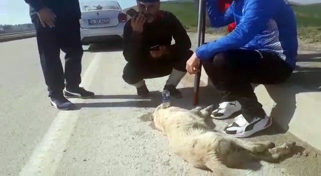 Çanakkale yolunda araba çarpan köpeğin yardımına yürüyenler yetişti