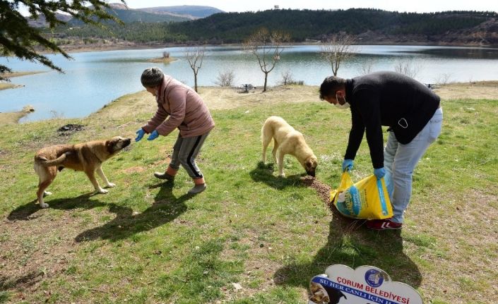 Çorum’da sokak ve yaban hayvanlarını unutmadı