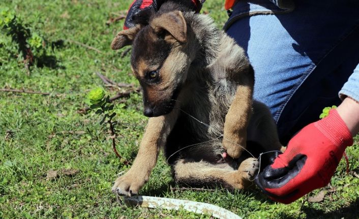 Ekipler, yavru köpekler için seferber oldu