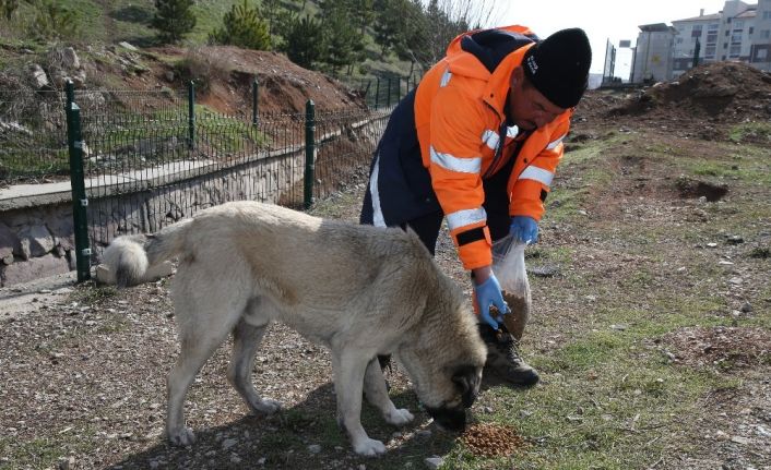 Gölbaşı Belediyesi sokak hayvanlarını yalnız bırakmadı