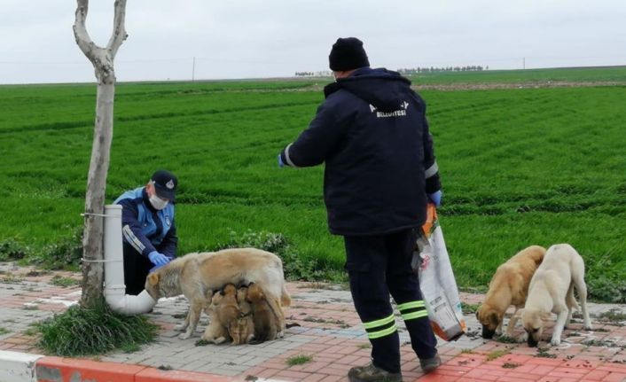 Kırklareli’de yürekleri ısıtan görüntü