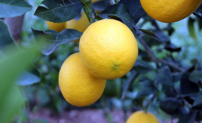 Korona, limon fiyatlarını fırlattı