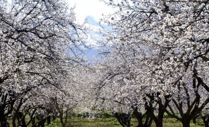 Malatya, kayısı çiçeği gelinliğine büründü