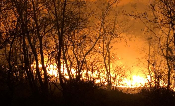 Manisa’da orman yangını büyümeden söndürüldü