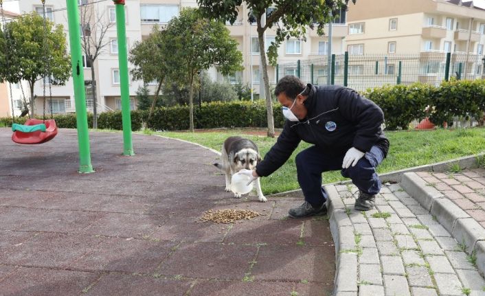 Mudanya’da sokak hayvanları sahipsiz değil