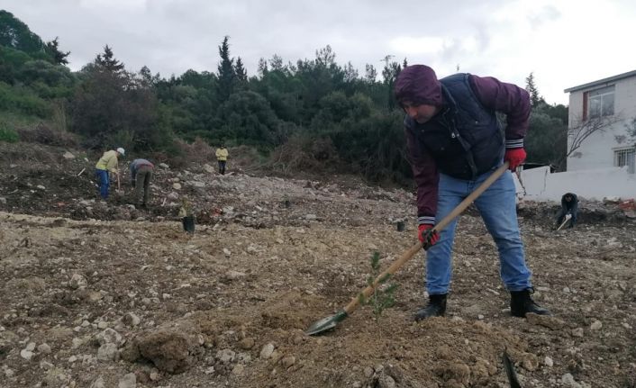 Ormana yapılan kaçak binaların yerine 200 fidan