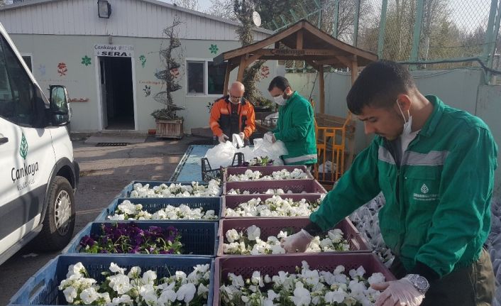 Salgın nedeniyle evde kalan vatandaşların balkonu menekşe ile süslenecek