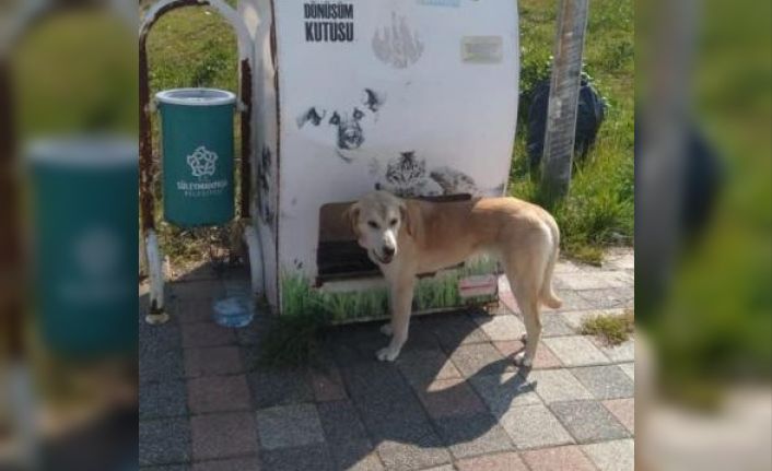 Süleymanpaşa’da sokak hayvanları için mama ve su desteği