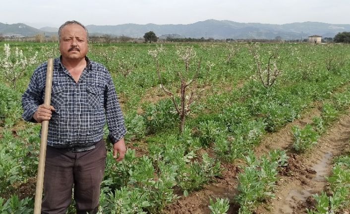 Taze baklanın hasadı gecikti, nisan ayında sofralarda