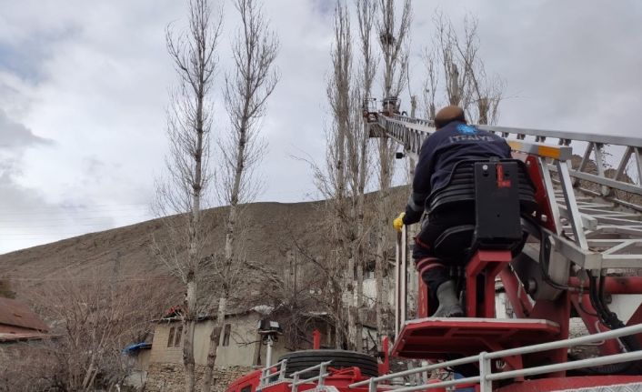 Tehlike arz eden kavak ağaçlarına müdahale