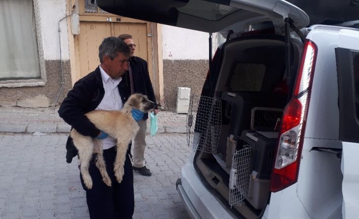 Trafik kazasında yaralan 3 köpek tedavi için İstanbul’a gönderildi