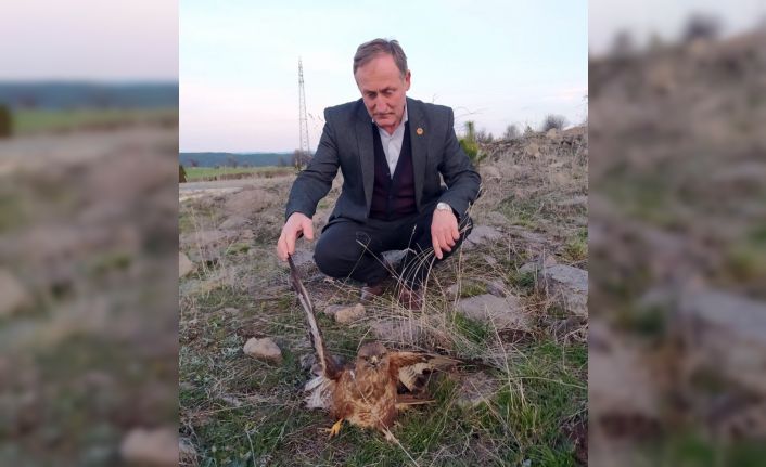 Yaralı bulunan kızıl şahin tedavi altına alındı