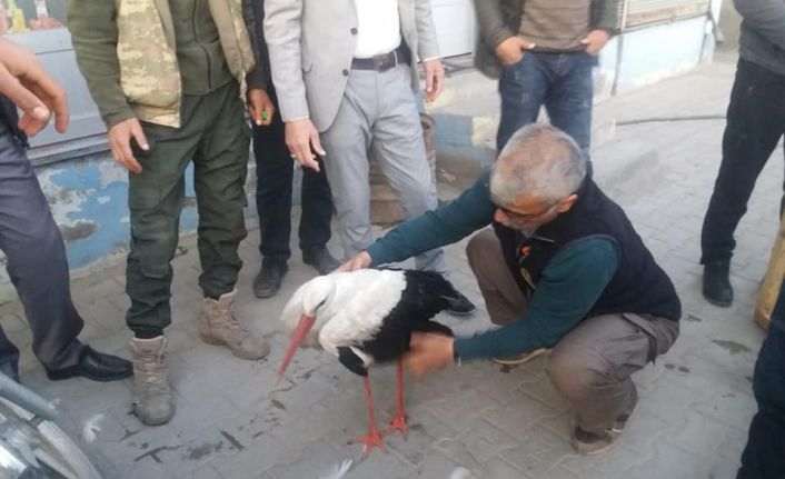 Yaralı olarak bulunan leylek tedavi altına alındı