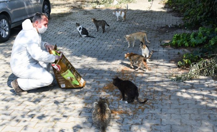 Aliağa Belediyesi, sokak hayvanları için mama dağıtıyor