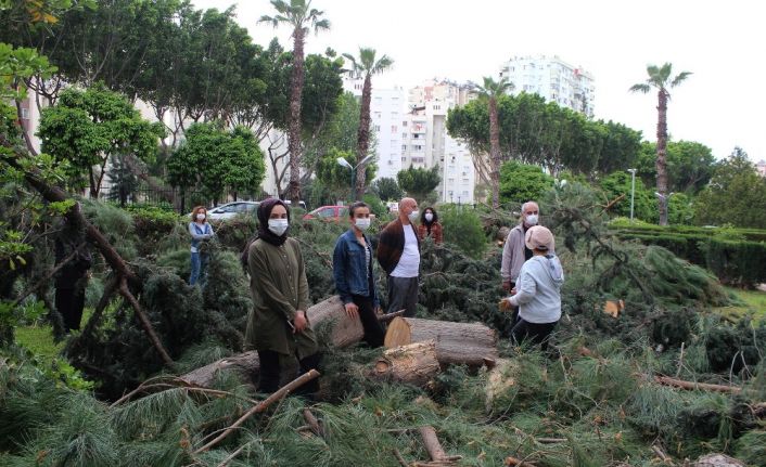 Antalya’da sitede ağaç kesim gerginliği