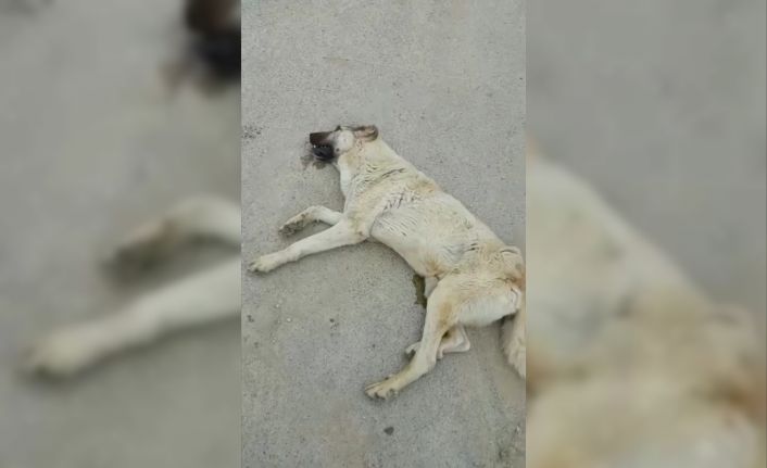 Av tüfeği ile vurulan köpeğin failinin bulunulması isteniyor