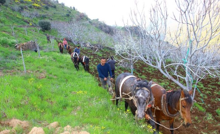 Aydın’da üretim seferberliği: Bölgedeki tüm atlar sabana koşuldu