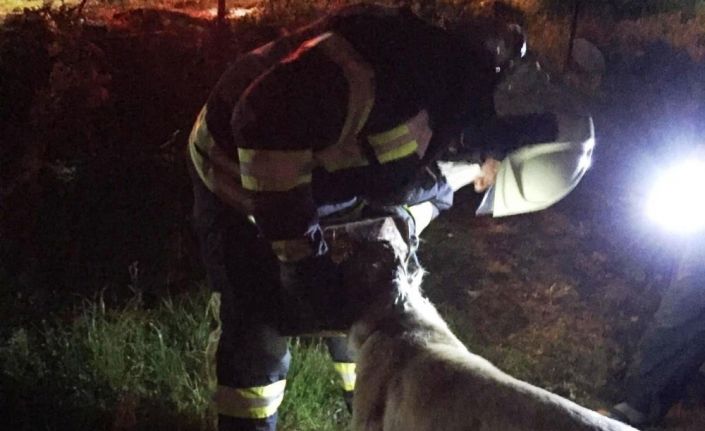 Başı tenekeye sıkışan köpeğin imdadına itfaiye yetişti