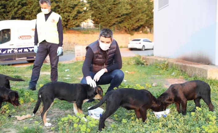 Başkan Gökhan Yüksel sokak hayvanları için mama dağıttı