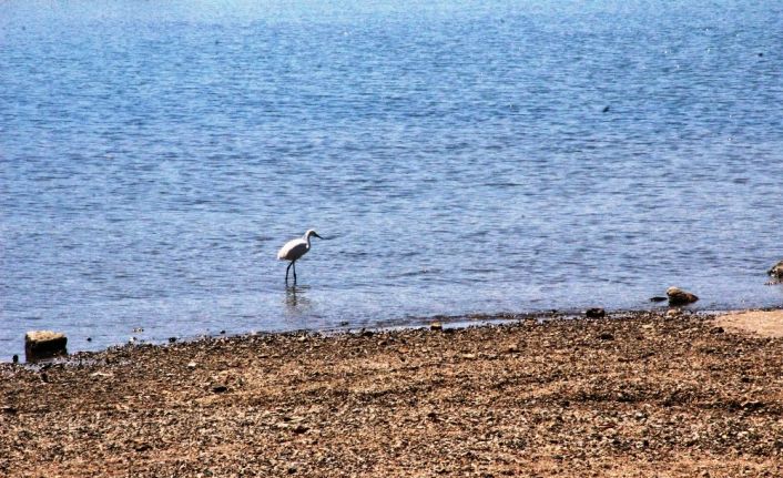 Bodrum’a sessizlik çökünce Gümbet sahilinde görüldü