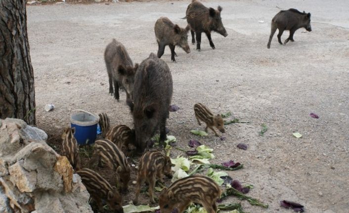 Bodrum’a sessizlik çökünce yaban domuzları şehre indi