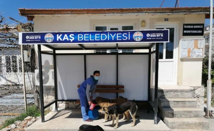 Boş sokakların keyfini kaplumbağa çıkardı, sokak hayvanları da aç bırakılmadı