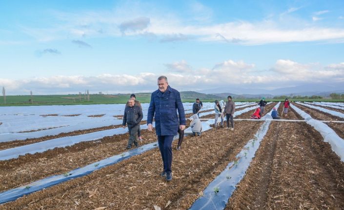 Bursa’da erkenci karpuz ekimi yapıldı