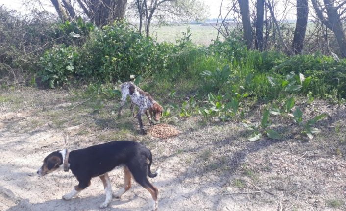 Bursa’da sokak hayvanlarına dost eli