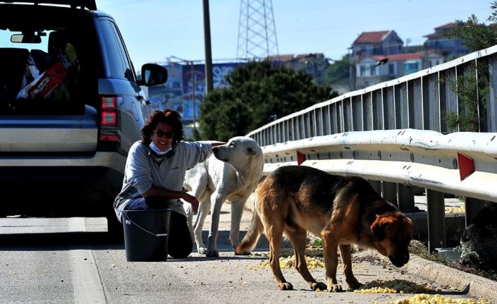 Çeşme’deki sokak hayvanları kısıtlama günlerinde aç kalmıyor