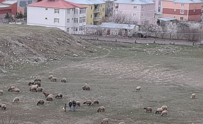 Çocukların top koşturduğu bölgeler hayvanlara kaldı