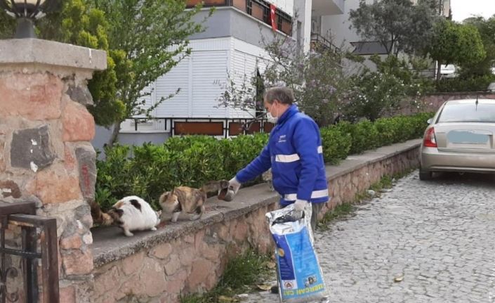 Cunda’nın sembollerinden kediler ve sokak hayvanları unutulmadı