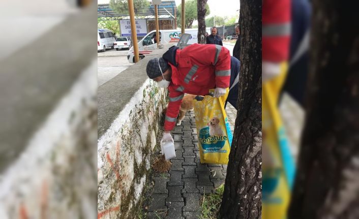 Didim’de belediye sokak hayvanlarını besliyor