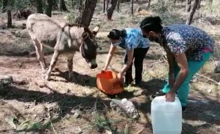 Ekipler başıboş eşekleri de aç bırakmadı