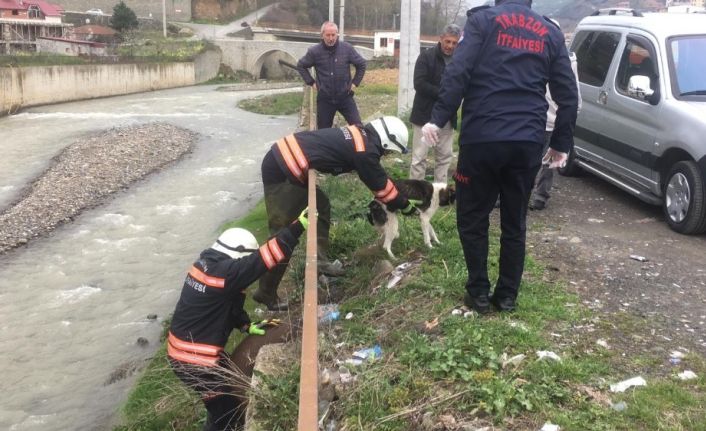 Galanima Deresi’ne düşen sahipsiz köpek itfaiye ekipleri tarafından kurtarıldı